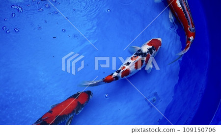 Carp swimming in the fish tank Nishiki carp Carp swimming in the fish tank Nishiki carp 109150706