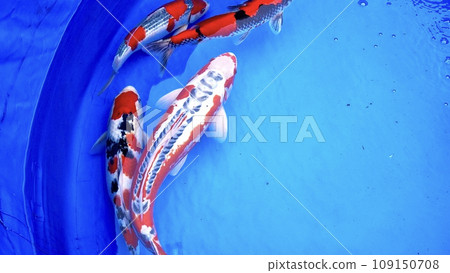 鯉魚在魚缸裡游泳 錦鯉 鯉魚在魚缸裡游泳 錦鯉 109150708