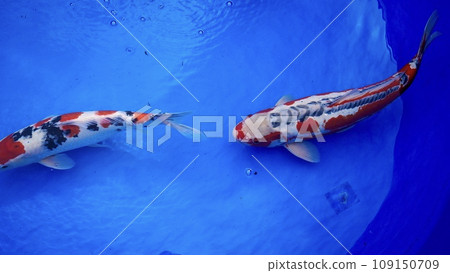 鯉魚在魚缸裡游泳 錦鯉 鯉魚在魚缸裡游泳 錦鯉 109150709