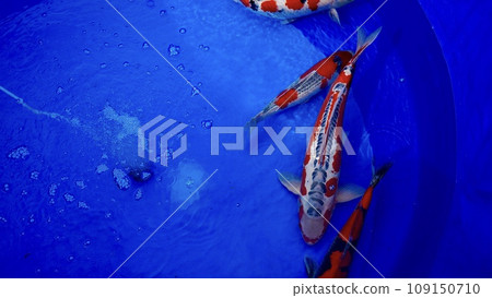 鯉魚在魚缸裡游泳 錦鯉 鯉魚在魚缸裡游泳 錦鯉 109150710