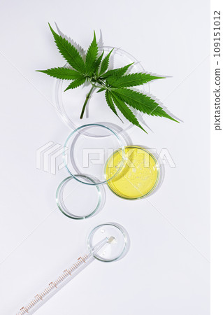 Hemp herbal alternative medicine. CBD oil in Petri dish top view on white background. Cannabis herbal cosmetics. 109151012