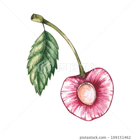 Watercolor cherry berry isolated 109151462