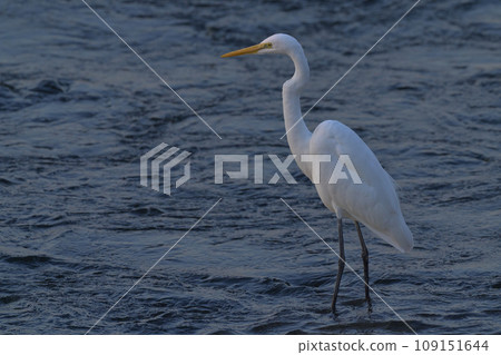 Heron Heron 109151644