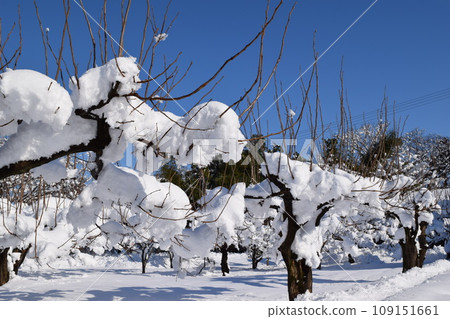 Scenery of snow accretion on trees Scenery of snow accretion on trees 109151661