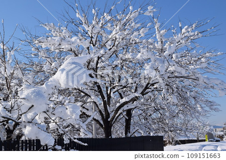 樹上積雪的風景 109151663