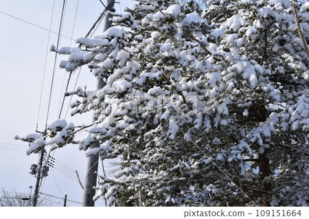Scenery of snow accretion on trees Scenery of snow accretion on trees 109151664