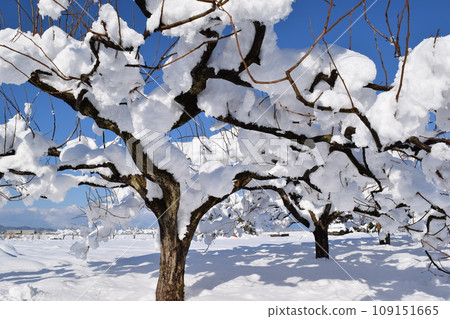 Scenery of snow accretion on trees Scenery of snow accretion on trees 109151665