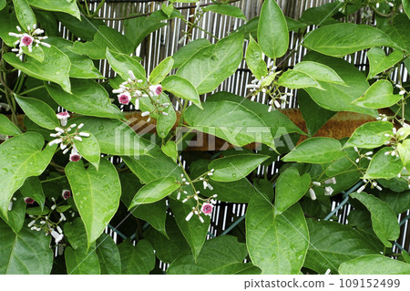 Yoshizu and Chainlink Fence and Rainy Saotome Flower (Hexokazura) 109152499