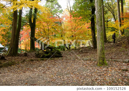 A path of fallen leaves where autumn leaves spread out A path of fallen leaves where autumn leaves spread out 109152526