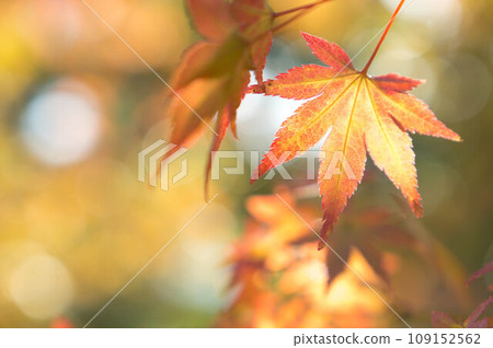 Beautiful autumn leaves in Kyoto shining in the autumn sunlight 109152562