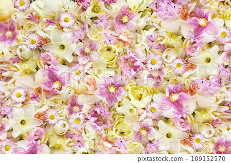 Blossoming white and light yellow daffodils, pink hyacinths and spring flowers festive background, bright springtime bouquet floral card Blossoming white and light yellow daffodils, pink hyacinths and spring flowers festive background, bright springtime bouquet floral card 109152570