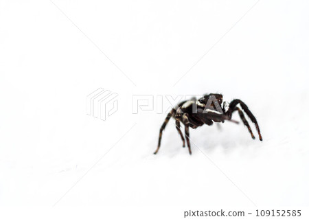 A jumping spider staring straight at you with its cute eyes A jumping spider staring straight at you with its cute eyes 109152585