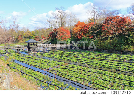 秋天的安曇野大王芥末農場 秋天的安曇野大王芥末農場 109152710