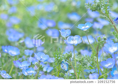 沐浴在春光中的藍色粉蝶 109152756