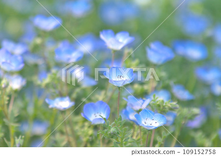 沐浴在春光中的藍色粉蝶 109152758