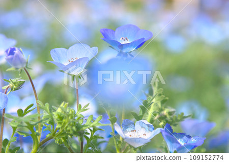 沐浴在春光中的藍色粉蝶 沐浴在春光中的藍色粉蝶 109152774