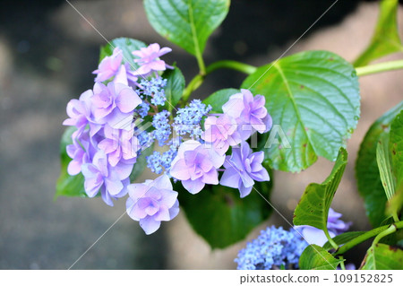 繡球花胸花 109152825