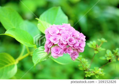 Cute pink hydrangea flower 109152826