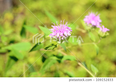 野生佛手柑花 109152833