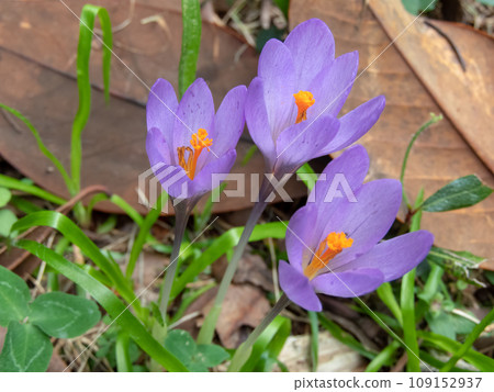 Purple autumn crocus flowers in the garden 109152937