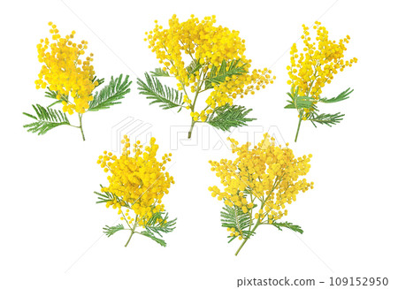 Mimosa or acacia dealbata yellow flowers set isolated on white Mimosa or acacia dealbata yellow flowers set isolated on white 109152950