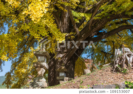 [Autumn] Yokokawa's large ginkgo [Shika, Matsumoto City] 109153007