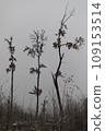 Tall trees against a gray sky. Trees in the field. Harsh nature. 109153514