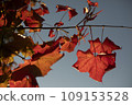 Red maple leaf. Autumn Colors. Maple leaf hanging on a branch. 109153528