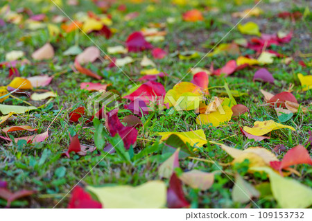 在草坪上的落葉 109153732