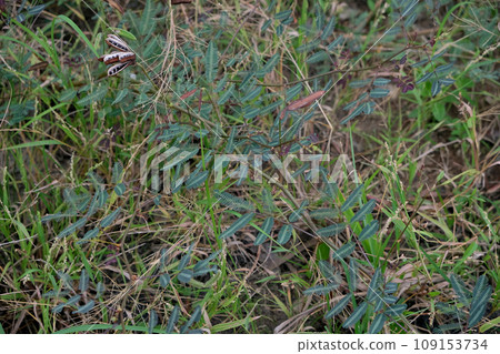 Mimosa pudica, Neptunia plena shrub plant 109153734