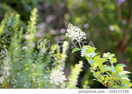Noritsugi flower Minazuki Noritsugi flower Minazuki 109153798