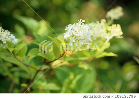 Noritsugi flower Minazuki Noritsugi flower Minazuki 109153799