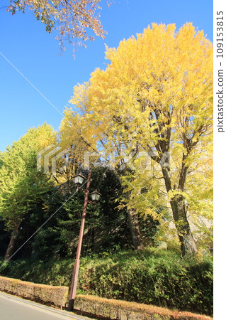 秋葉銀杏樹成束 秋葉銀杏樹成束 109153815