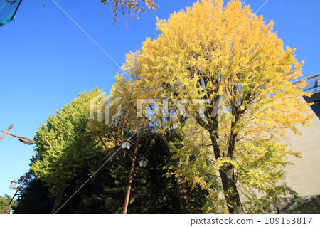 Ginkgo billy in the blue sky Ginkgo billy in the blue sky 109153817