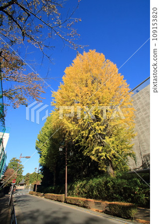 景觀與銀杏 景觀與銀杏 109153820