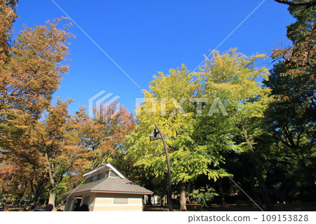 公園裡的樹木染上了秋天的色彩 公園裡的樹木染上了秋天的色彩 109153828