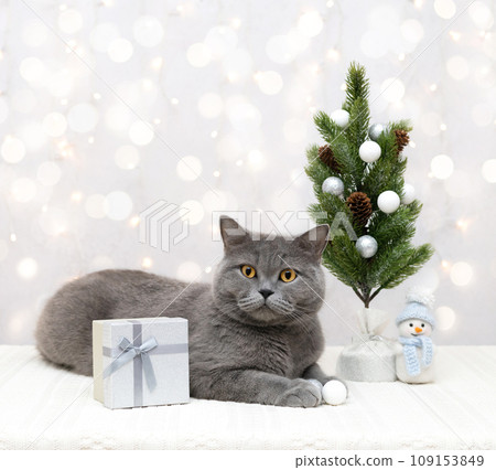 British cat with a gift at the Christmas tree on light background with bokeh. New Year card with cute cat and Christmas decorations. Copy space. British cat with a gift at the Christmas tree on light background with bokeh. New Year card with cute cat and Christmas decorations. Copy space. 109153849