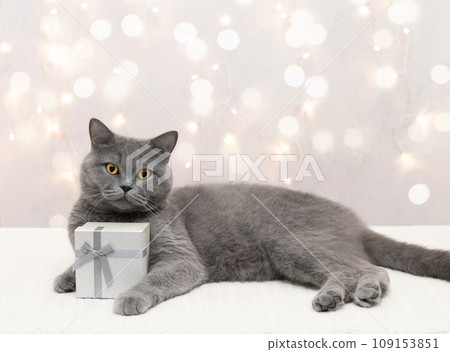 British cat with gift on light background with copy space. Cute cat holds a gift box in its paws. Christmas or New Year card. British cat with gift on light background with copy space. Cute cat holds a gift box in its paws. Christmas or New Year card. 109153851