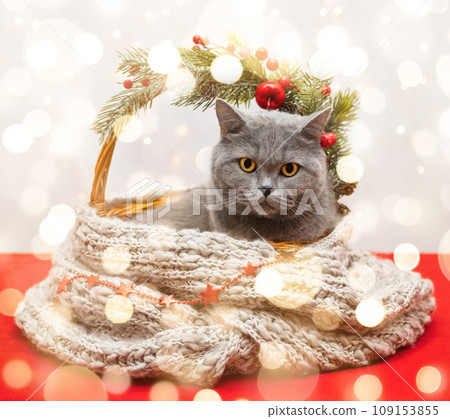 British grey cat in a Christmas basket with a wool scarf on bright background with bokeh. New Year greeting card. 109153855