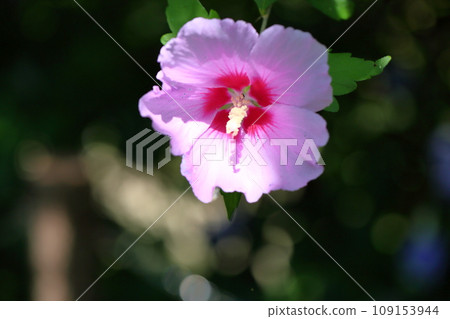 Mukugawa no Hana 109153944