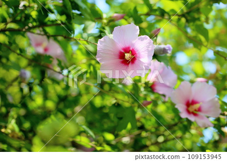 Mukugawa no Hana Mukugawa no Hana 109153945