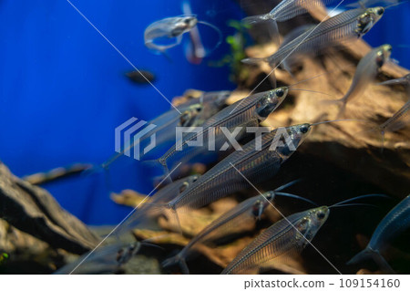 Translucent grass catfish Translucent grass catfish 109154160