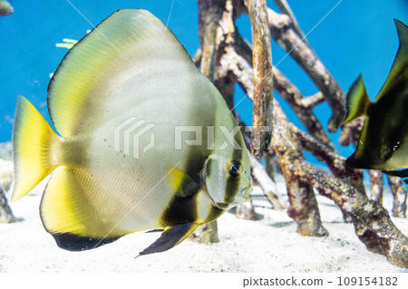 Swallowfish Swallowfish 109154182