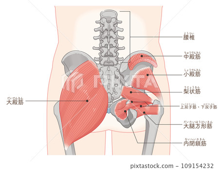 piriformis, obturator internus, quadratus femoris, gluteus minimus, gluteus medius, hip joint, pelvis, muscle, illustration, illustration 109154232