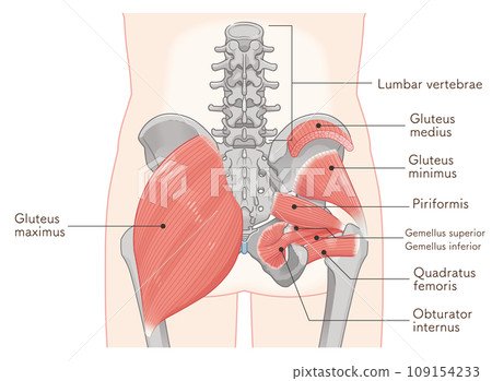 piriformis, obturator internus, quadratus femoris, gluteus minimus, gluteus medius, hip joint, pelvis, muscle, illustration, illustration 109154233