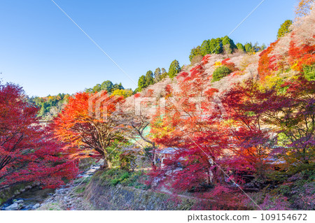 藍天映襯下的四季櫻花與紅葉（愛知縣豐田市河見四季櫻之裡） 109154672