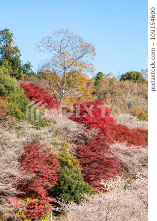 四季櫻花與紅葉(愛知縣豐田市河見四季櫻之裡) 四季櫻花與紅葉(愛知縣豐田市河見四季櫻之裡) 109154690