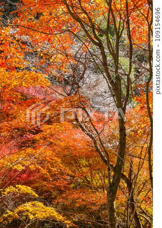 紅葉與櫻花(愛知縣豐田市柿貝散步道地區) 紅葉與櫻花(愛知縣豐田市柿貝散步道地區) 109154696