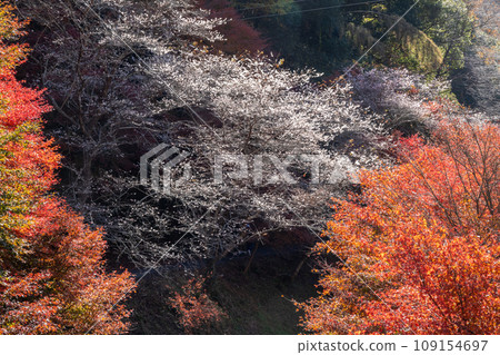 紅葉與櫻花(愛知縣豐田市柿貝散步道地區) 紅葉與櫻花(愛知縣豐田市柿貝散步道地區) 109154697