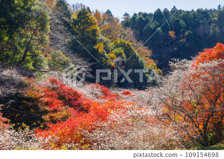 Seasonal cherry blossoms and autumn leaves (Kakigairi promenade area, Toyota City, Aichi Prefecture) 109154698